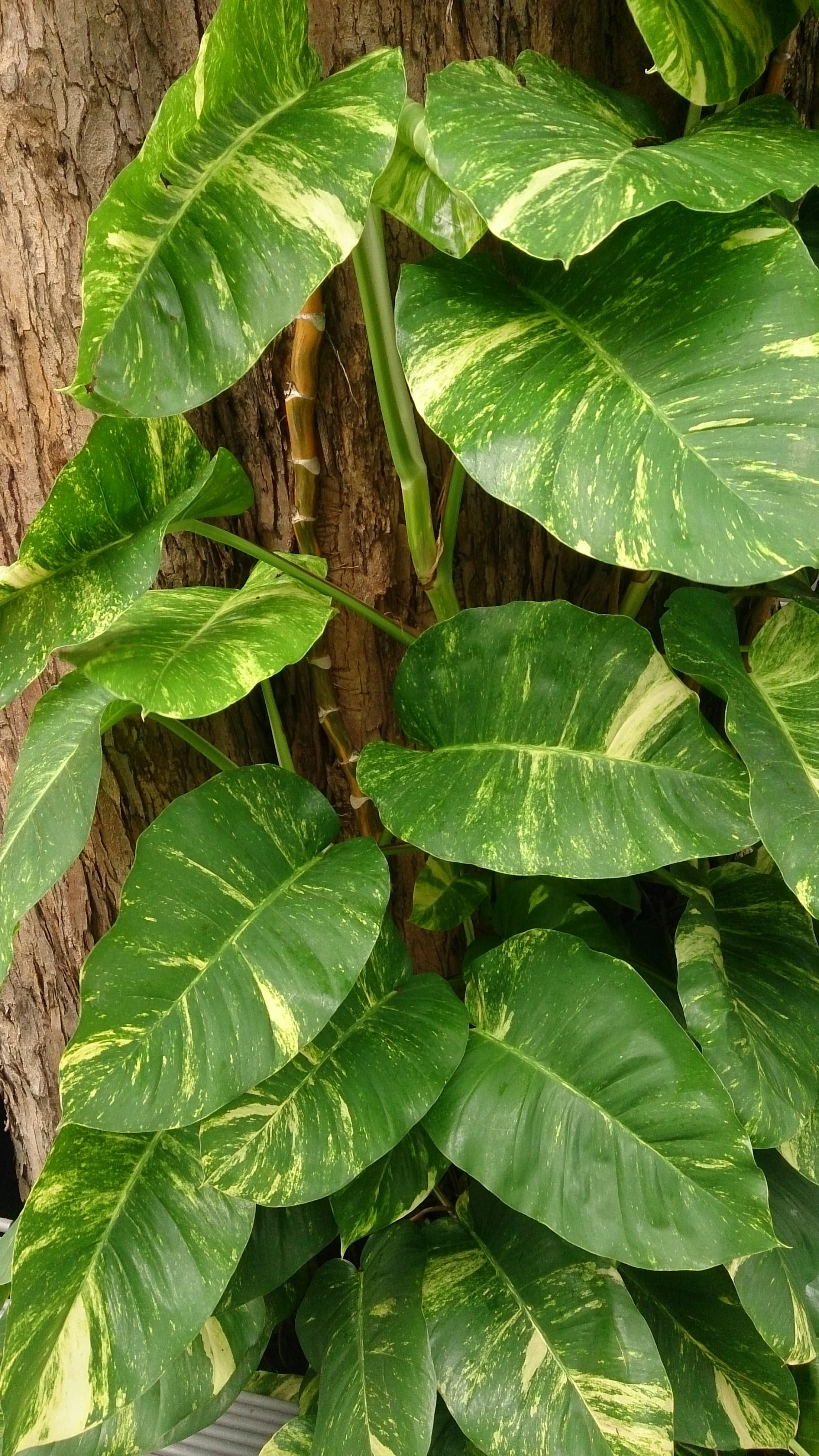 Pothos