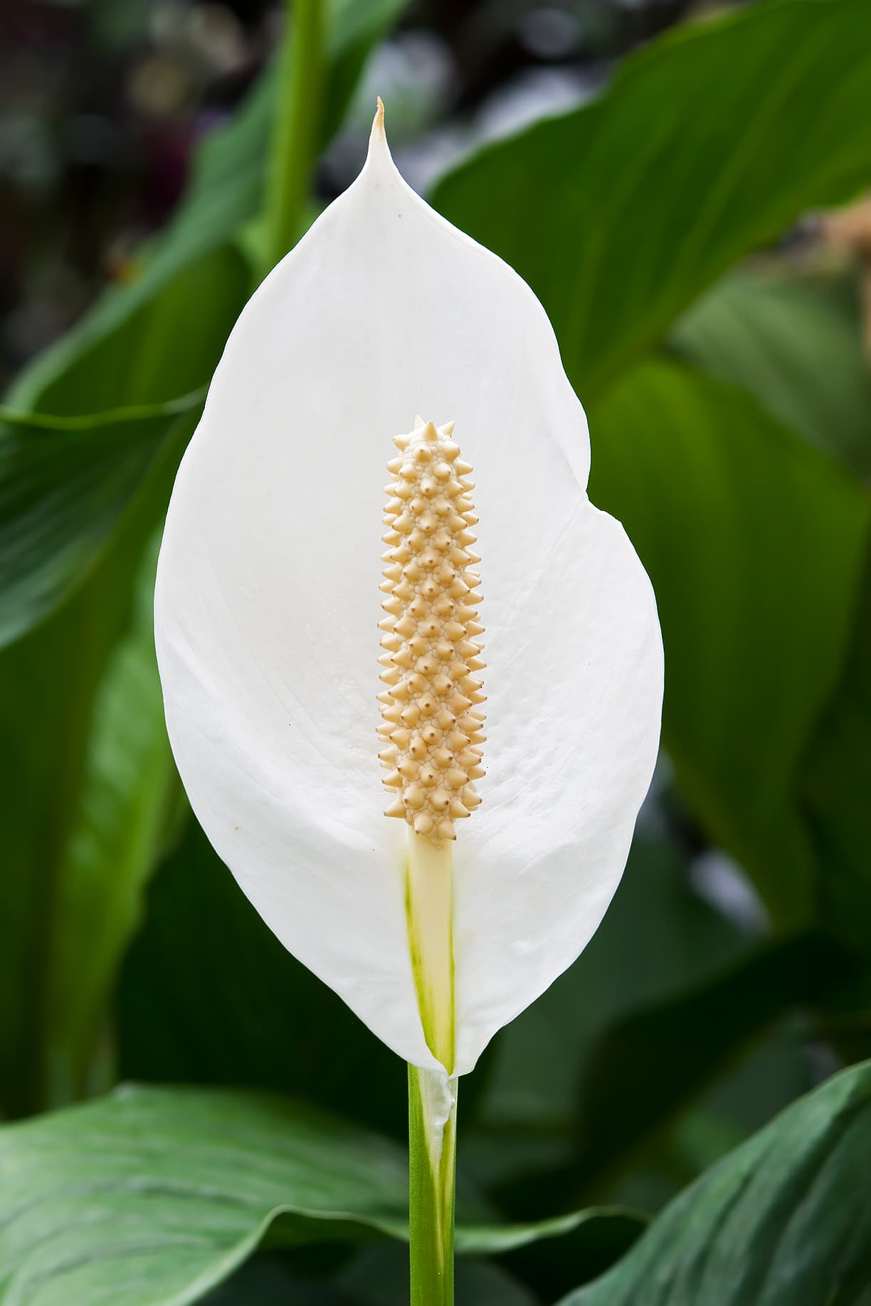 Peace lily